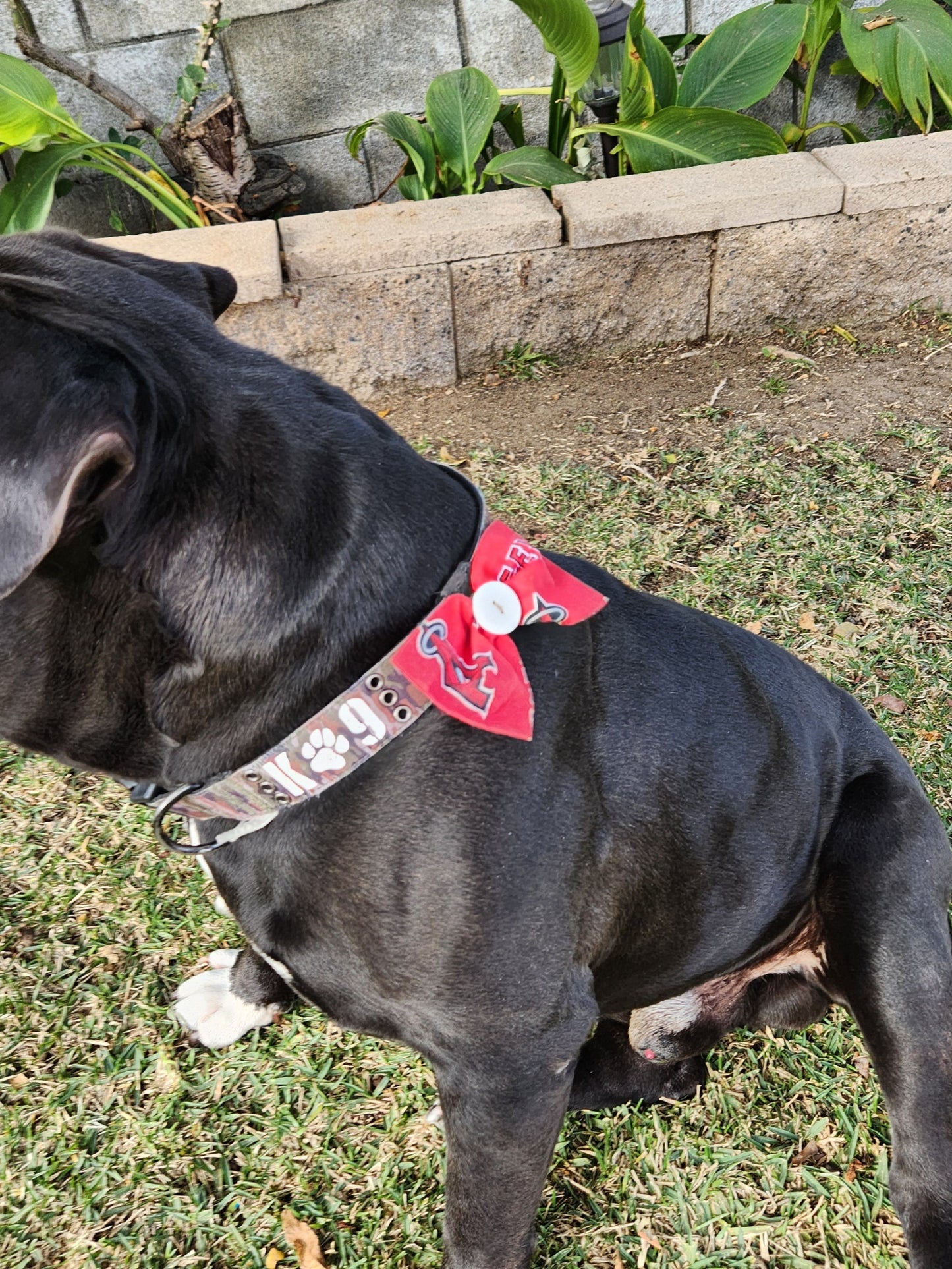Bows for Dog Collars